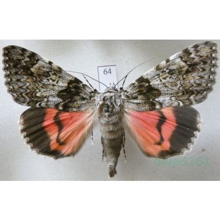 Catocala promissa (Denis & Schiffermüller, 1775) Wstęgówka narzeczona Slovakia 58mm64